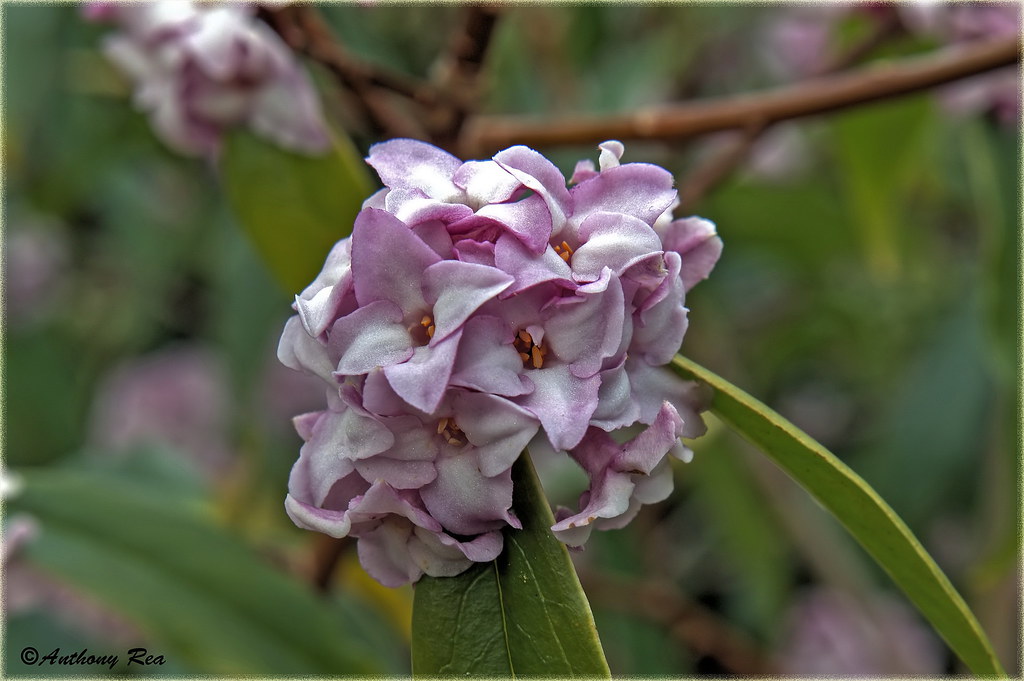 Daphne bholua ‘Jacqueline Postill’ Dorothy Clive Garden Fe… Flickr