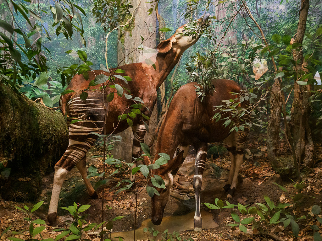 Akeley Hall of African Mammals Okapi 2022 New York City … Flickr