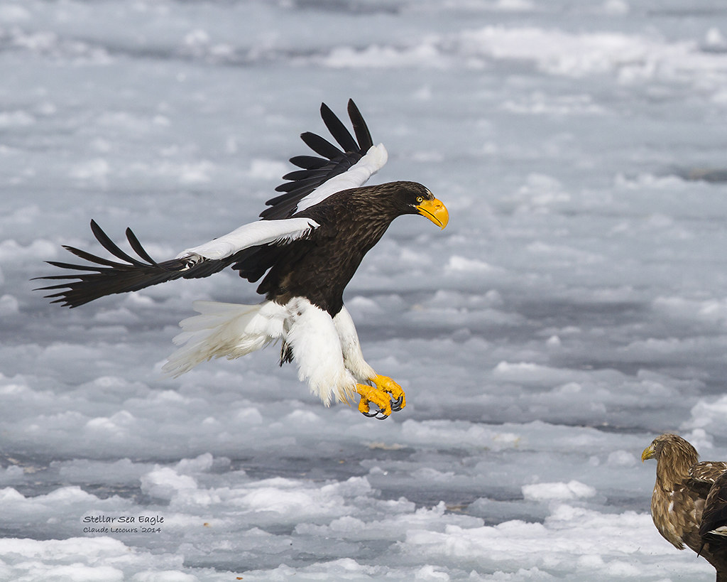 Stellar_NE_WEBNU_5694 Stellar Sea Eagle coming in for some… Flickr