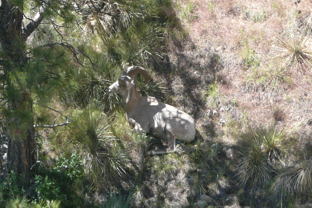 Bighorn Sheep, Pine Ridge, Nebraska Introduced Bighorn She… Flickr