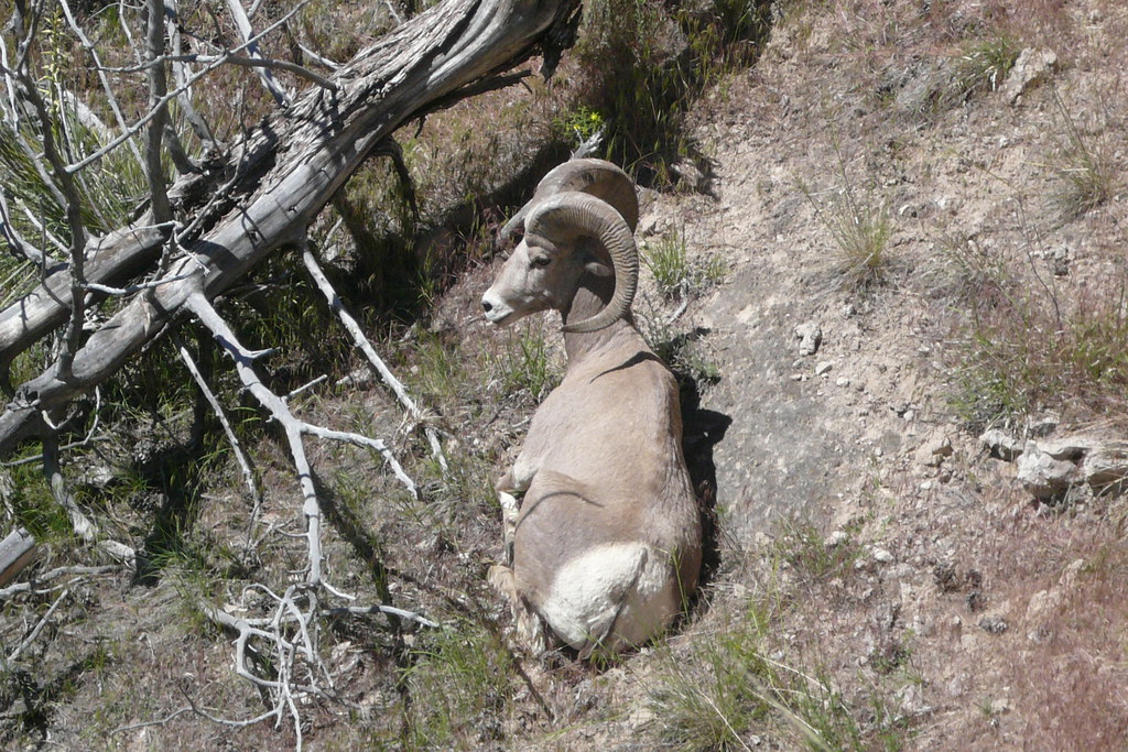 Bighorn Sheep, Pine Ridge, Nebraska Introduced Bighorn She… Flickr