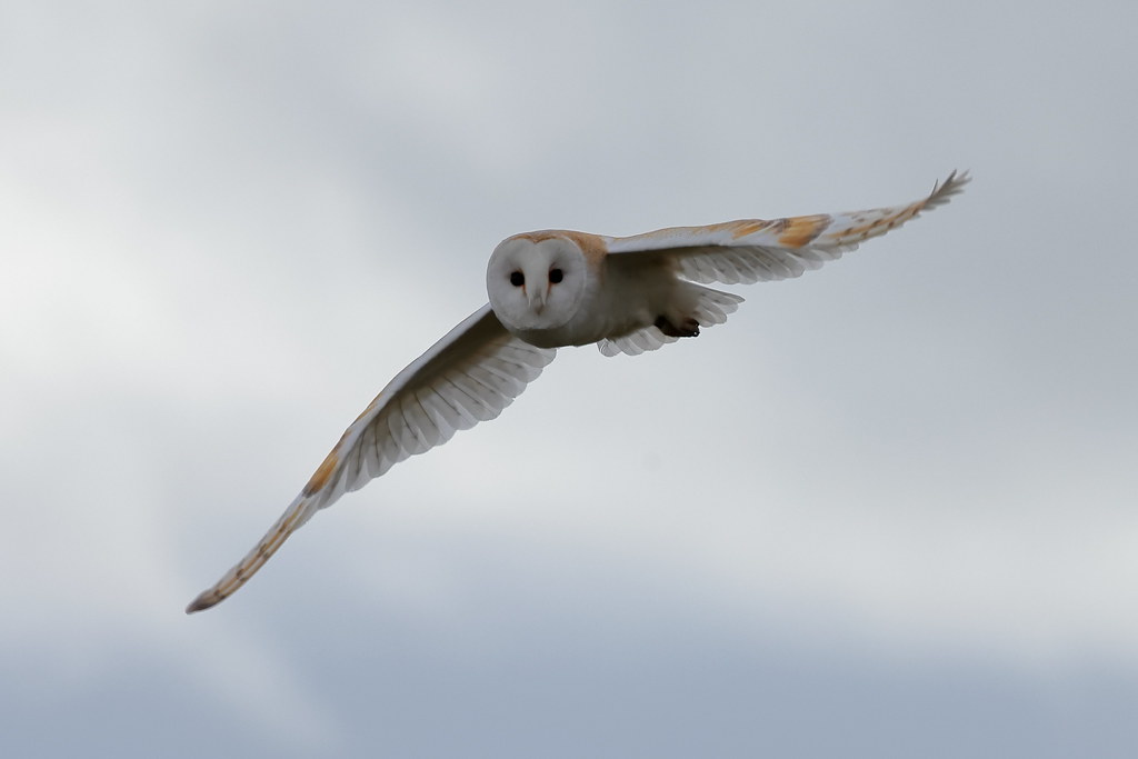 Barn Owl RSPB Bempton Cliffs Michael Atkinson Flickr