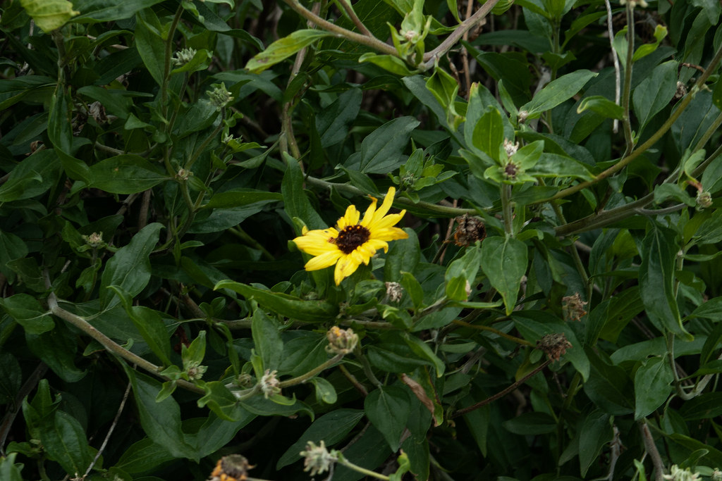 California Brittlebush Flickr