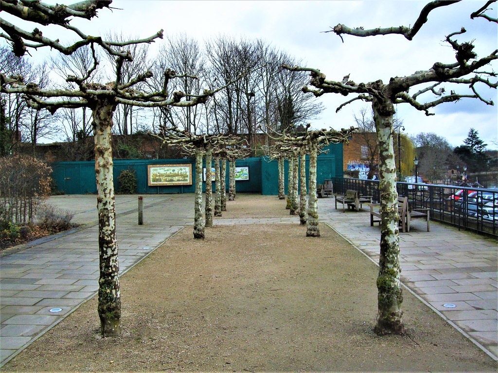 The Tree Avenue in Diamond Jubilee Gardens, Twickenham L… Flickr