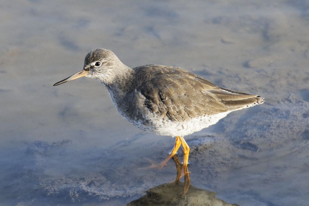 Redshank close up fergal stanley Flickr