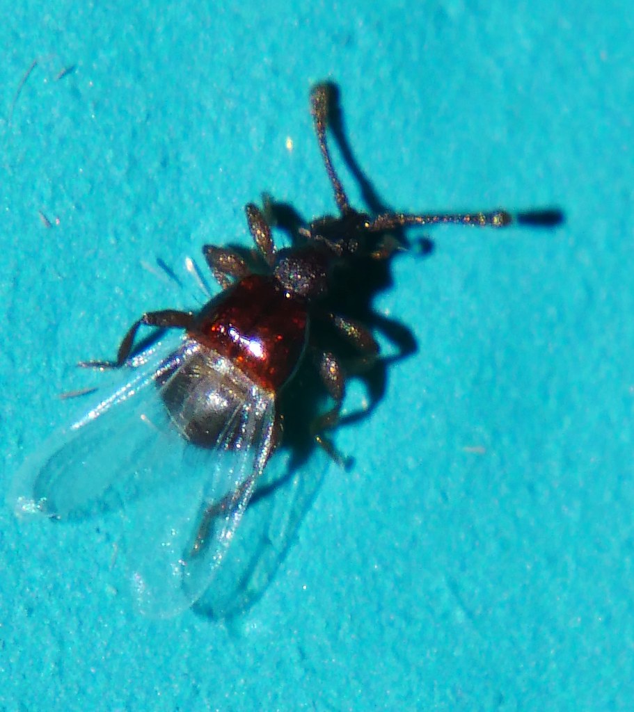 Micro short wing mold beetle nr Pselaphaulax sp Pselaphina… Flickr