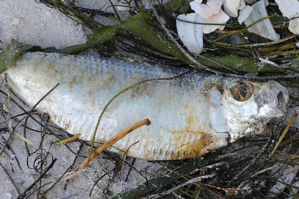 1N7A0455 Look into My Eyes The effects of Red Tide 2023 Ne… Flickr