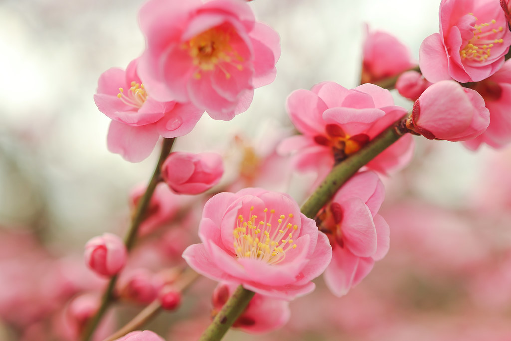 Red plum blossom Soga Plum Grove joka2000 Flickr