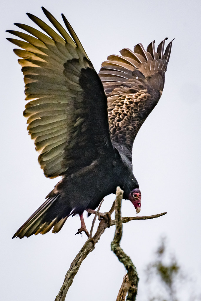 Turkey Vulture landing on a tree limb Brazos Bend State … Flickr