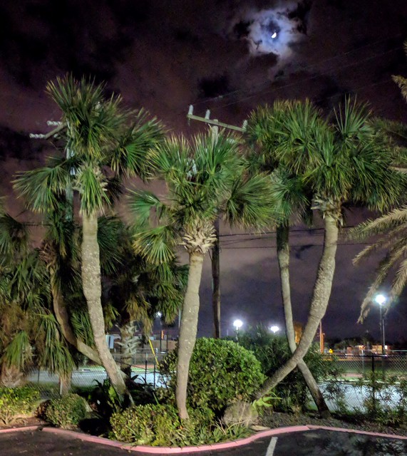 Daytona Beach Big Shark Palm Trees a photo on Flickriver