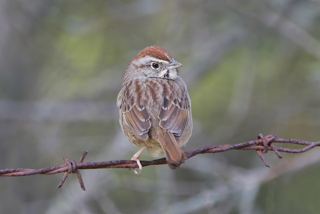 Rufouscrowned Sparrow Mill Creek Road, Fremont California… Flickr