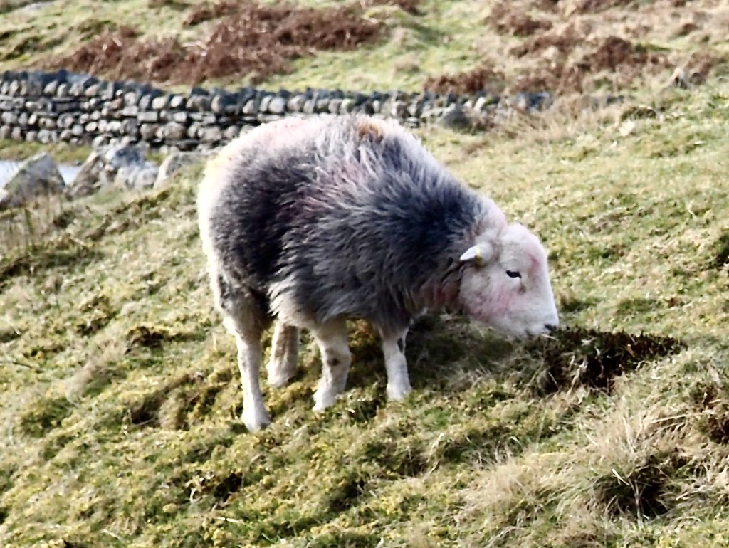 Herdwick sheep Sheep at Honister pass yesterday Carol Mapplebeck