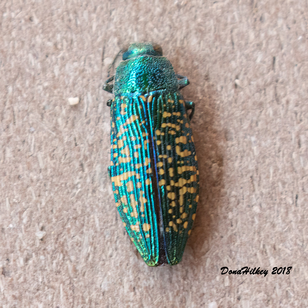 Yellowspotted Jewel Beetle Buprestis confluenta SE of Mee… Flickr