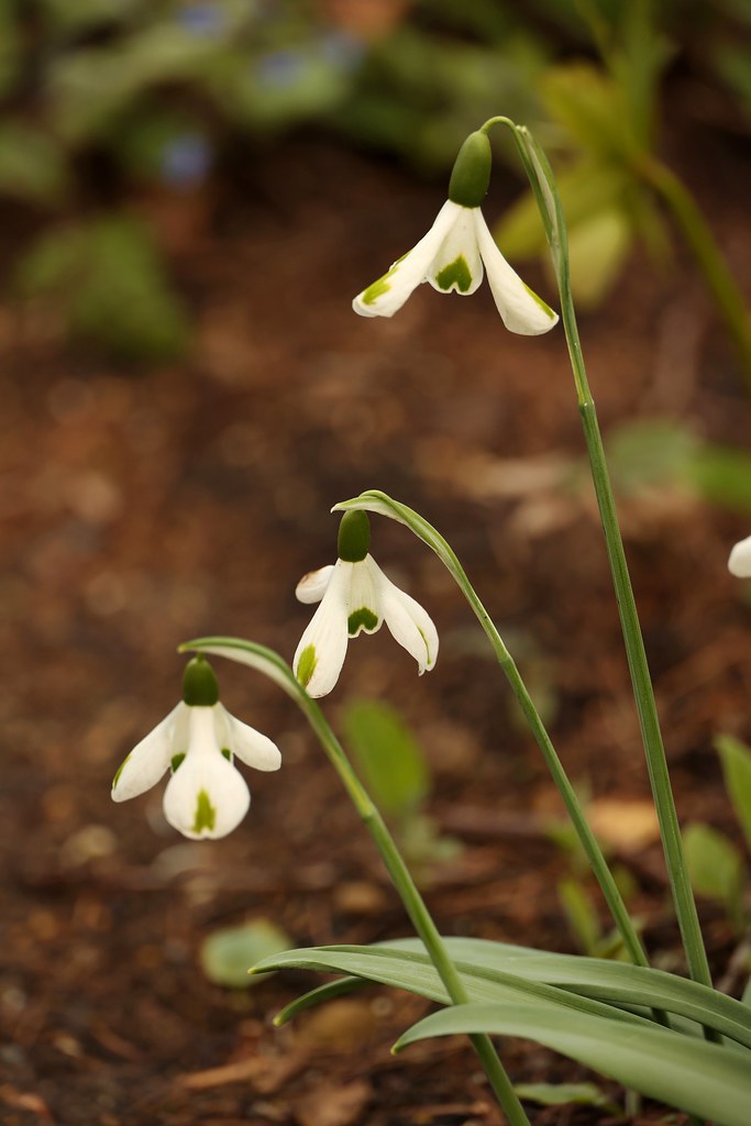 Galanthus 'Trumps' Fiona Drummond Flickr