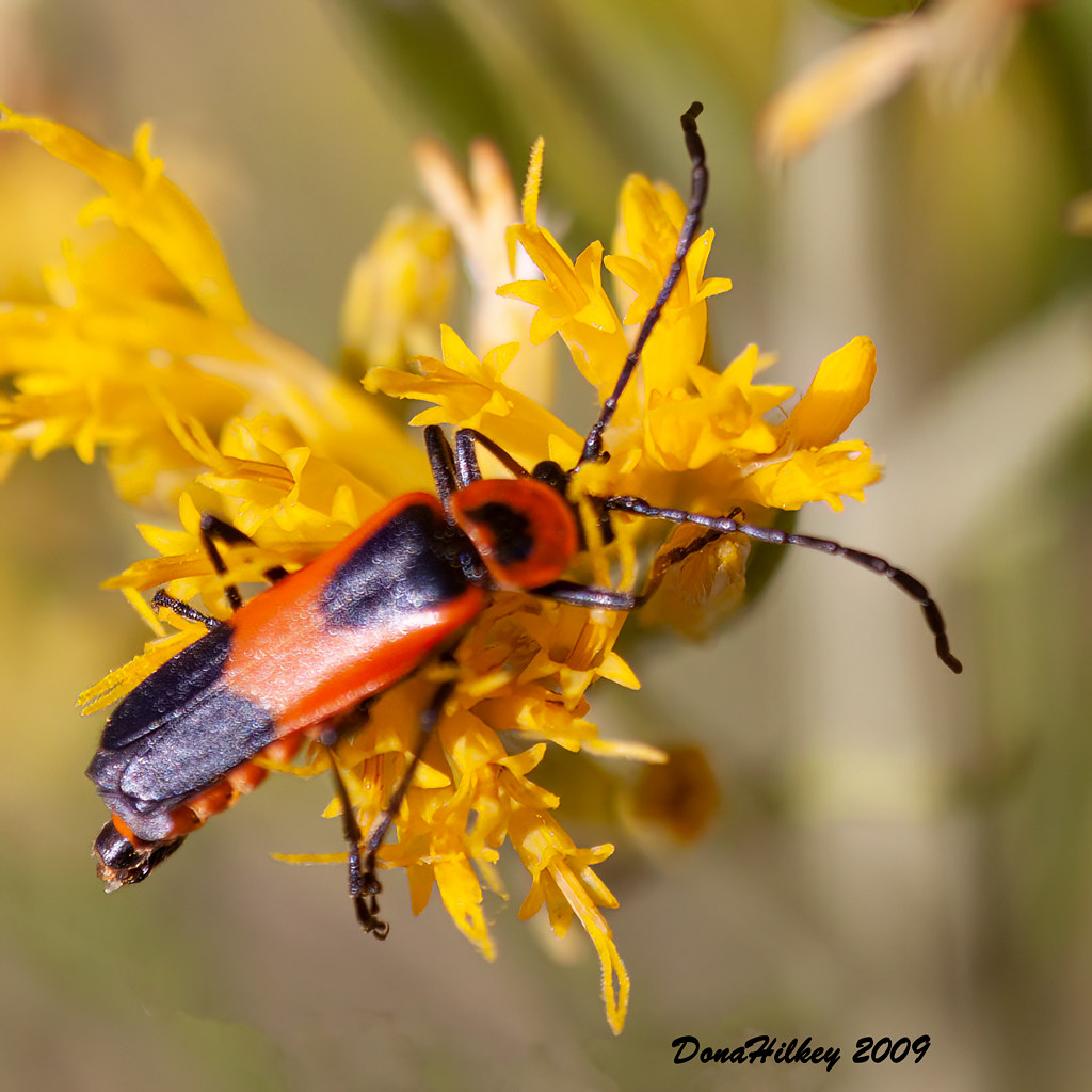 Colorado Soldier Beetle Chauliognathus basalis Rio Blanco … Flickr
