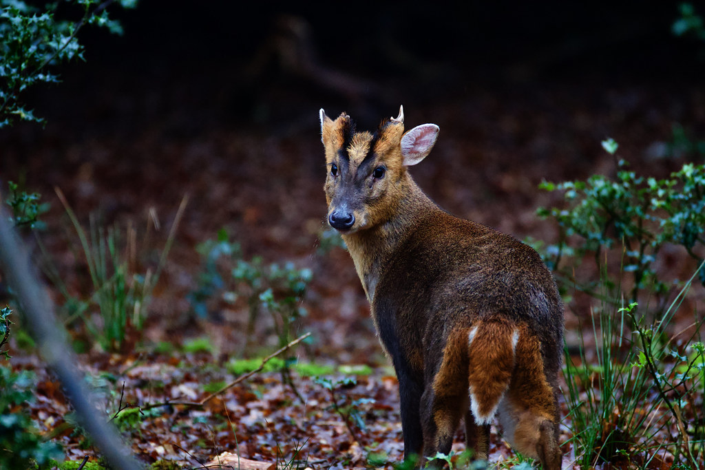 Muntjac Epping Forest With the awful weather this week, … Flickr