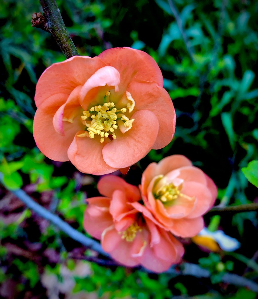 Coral quince blooms John W East AU58 Flickr