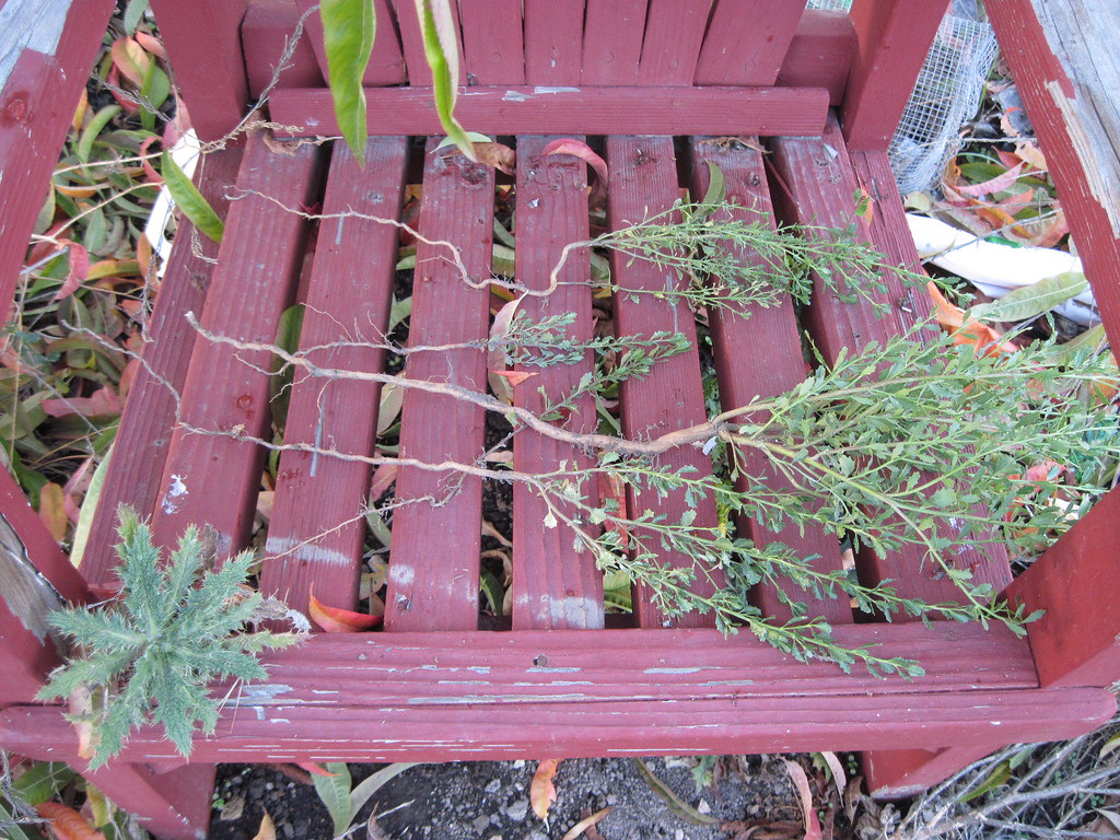 How Long Do Roots Grow I decided to find out coyote brush … Flickr