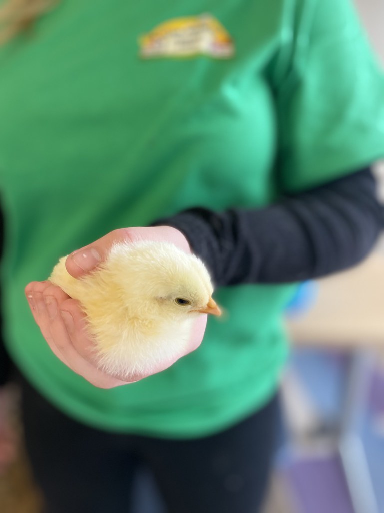 URL Baby Animal Storytime with Green Meadows Petting Farm Flickr