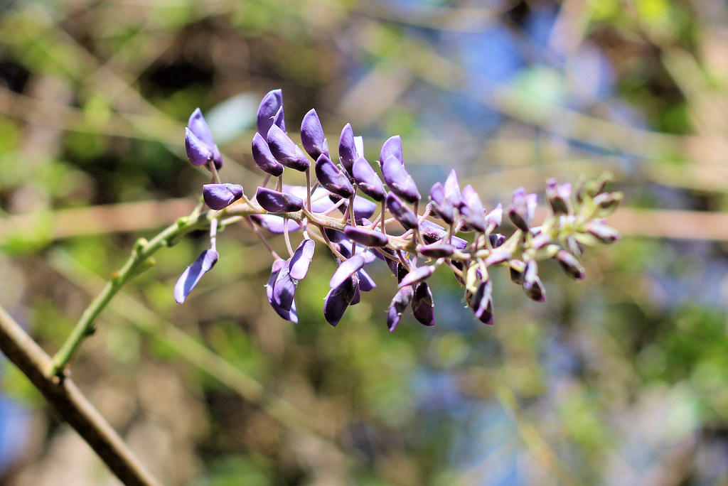 Wisteria Wisteria buds in the yard. Proclivities Flickr