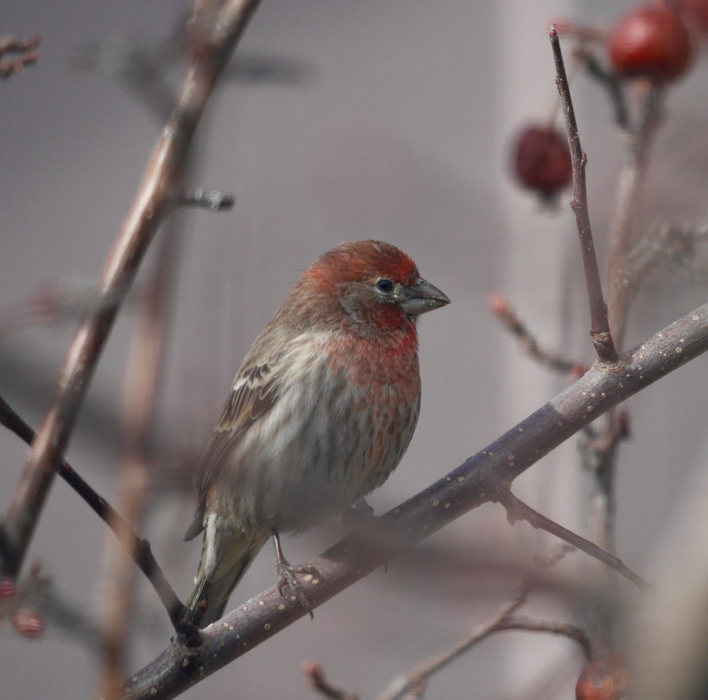 Mister Chirpy aka House Finch Here is a Chirpy from the ar… Flickr