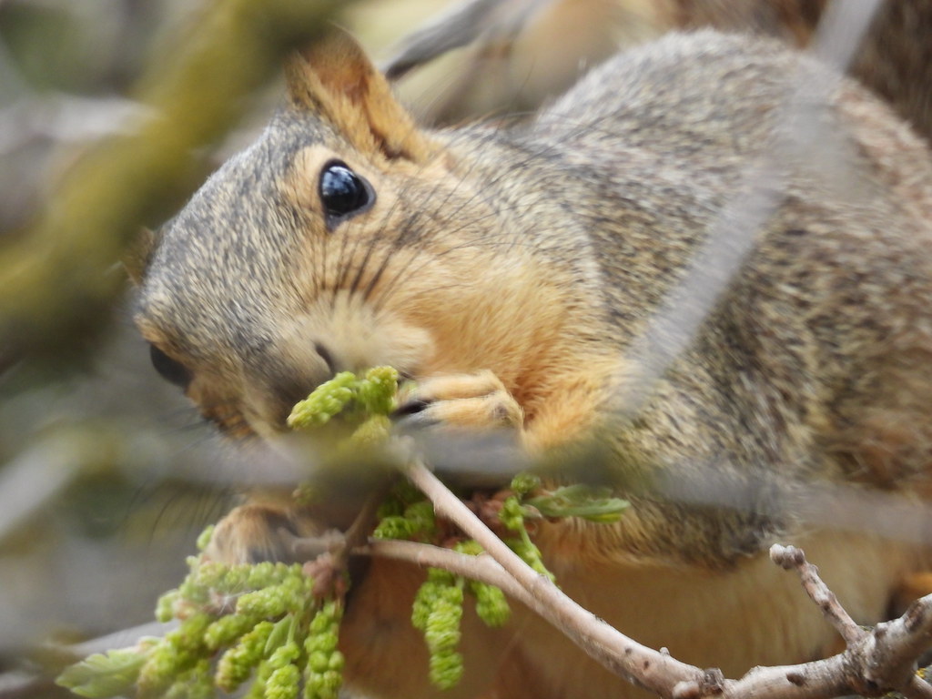 Squirrel Munch Millr Park 04/22 Fred Vath Flickr