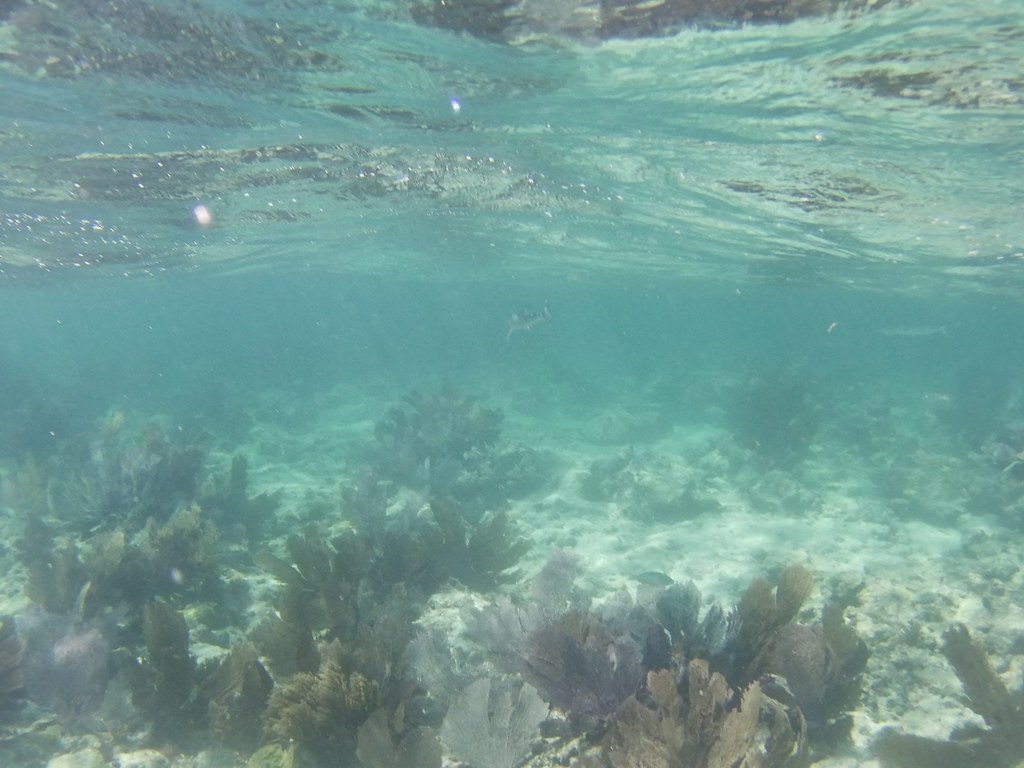 Snorkel the Keys Snorkeling Key Largo Dry Rocks & Grecian … Snorkel