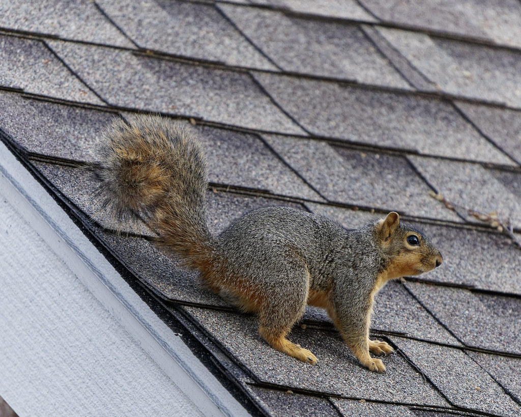 Squirrel on a Roof Squirrel on a Roof Renee Eden Flickr