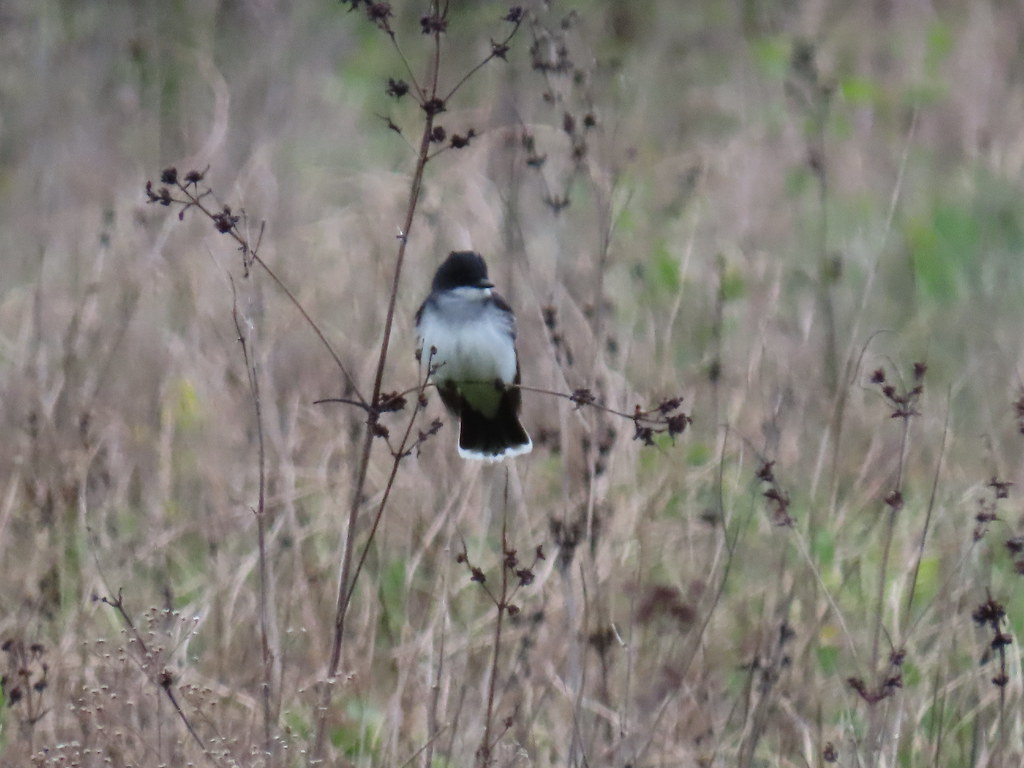 Eastern Kingbird Wisconsin by SpeedyJR El Dorado Marsh W… Flickr