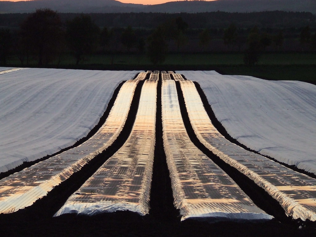 Crops under polythene Photo at Kilmany, Fife My full photo… Flickr