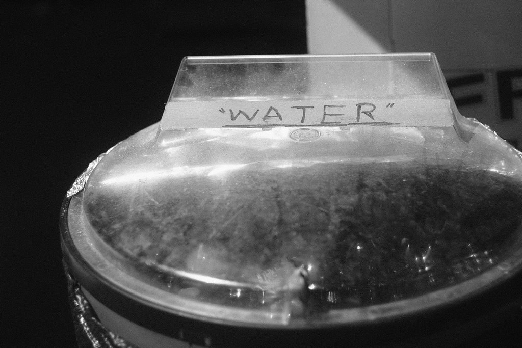 Strawberry Festival 2023, Fujifilm XT2 Adam Roberts Flickr