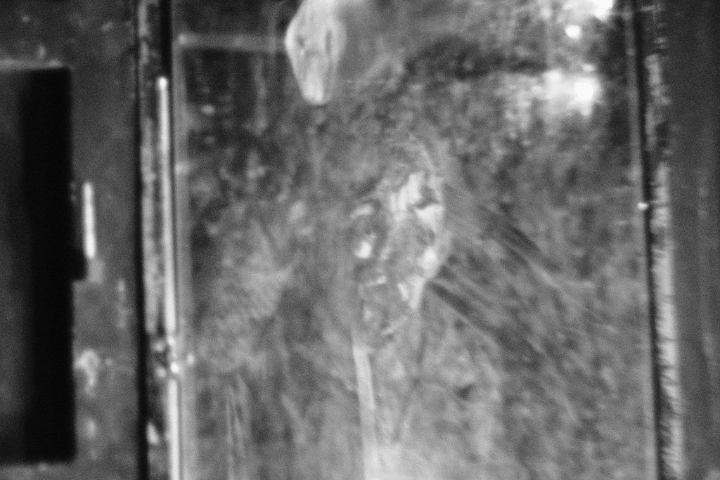 Strawberry Festival 2023, Fujifilm XT2 Adam Roberts Flickr