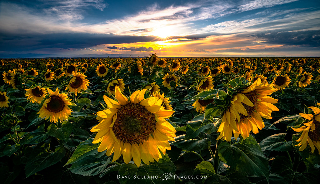 SunflowerChaos A field of Sunflowers in Colorado Dave Soldano Flickr