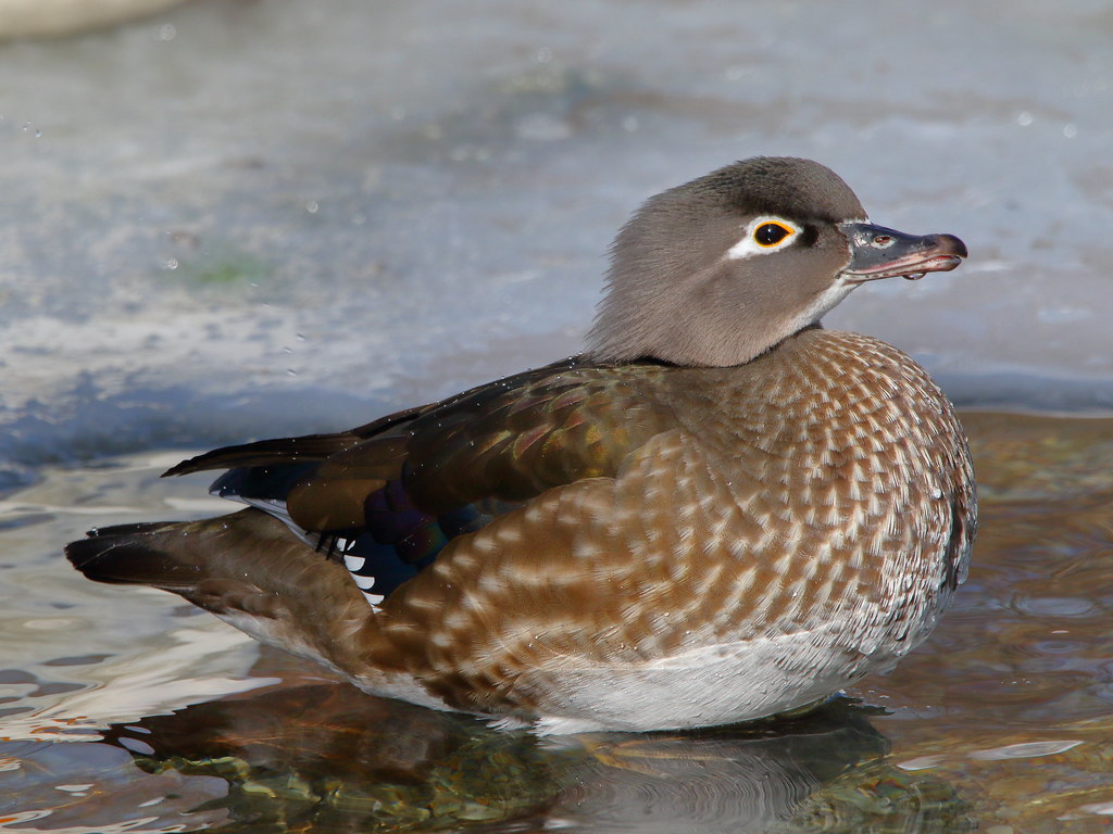 Wood Duck Hen Cowan Heights Pond St.John's, NL February 20… Flickr