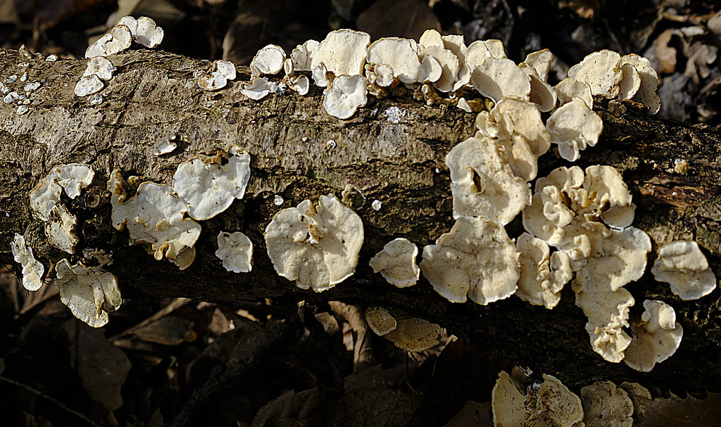 Baby Brackets Today I walked Ruby over towards Old Heathfi… Flickr