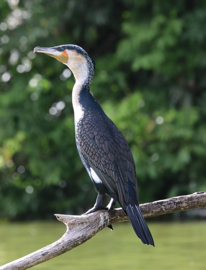 Birds Great Cormorant Kenyan Birder Flickr