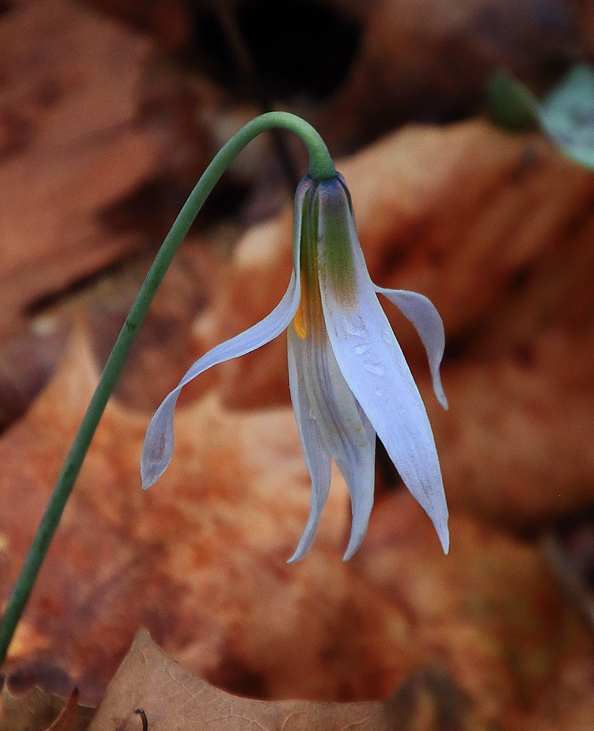 Trout Lily (aka Dog Tooth Violet) Lost Valley, Northwest… Flickr