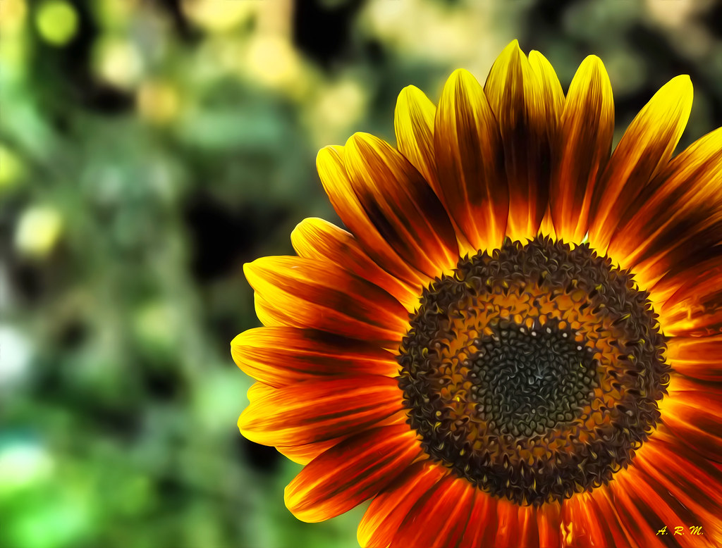Sunflower Intensity Vancouver, British Columbia As I rec… Flickr