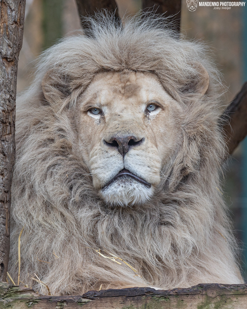 African White Lion Zoo Amneville Mandenno Photography Flickr