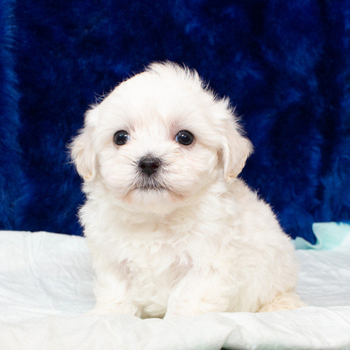 Mini Toy Poodle For Sale In Houston Flickr