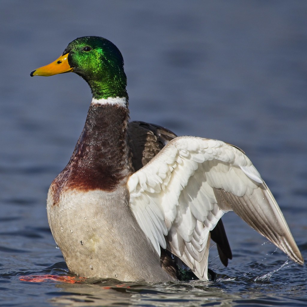 Male Mallard wing flap 2 Jim Moodie Flickr