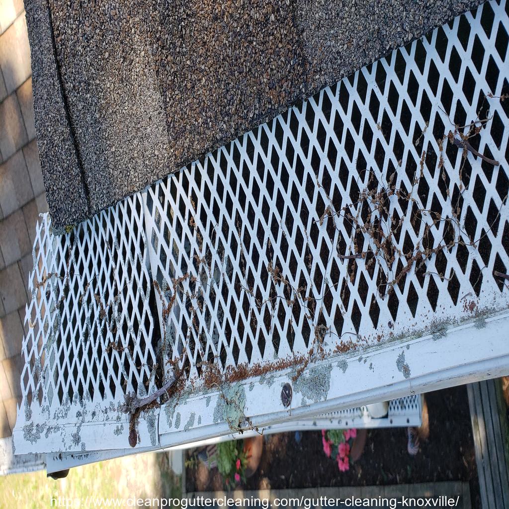 Gutter_Cleaning_Knoxville_0006_20230306135519 Clean Pro Gutter