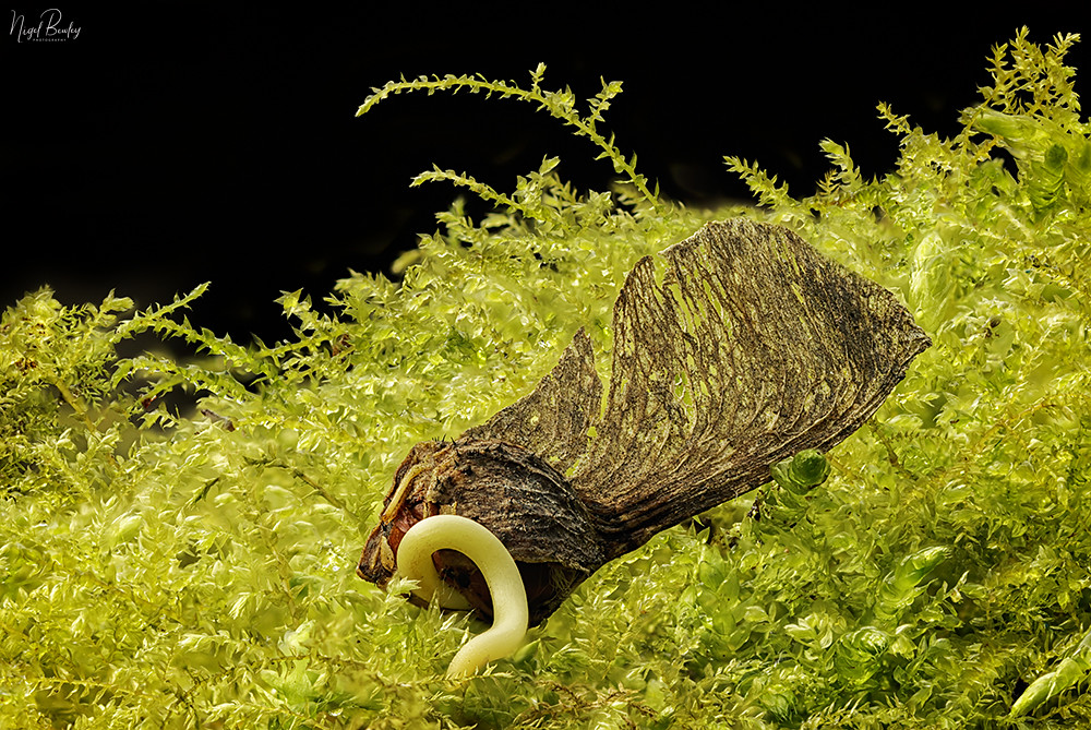 SYCAMORE 3 Germinating sycamore seed, Acer pseodoplatanus.… Flickr