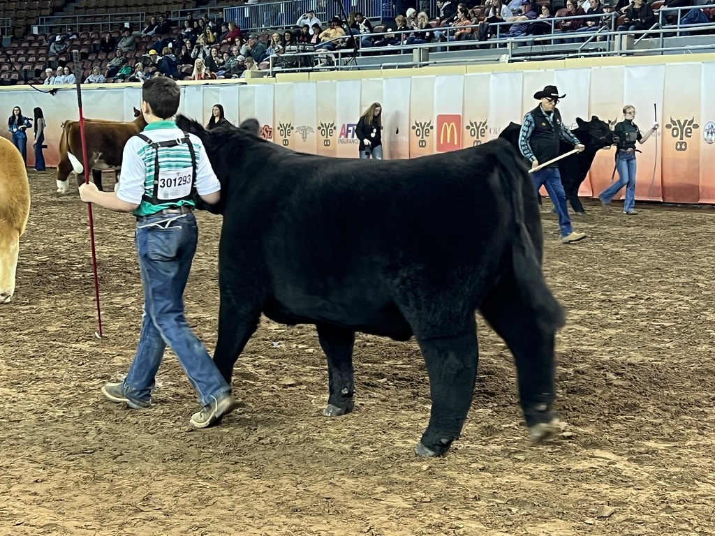 Steer Show Ron Hays Flickr