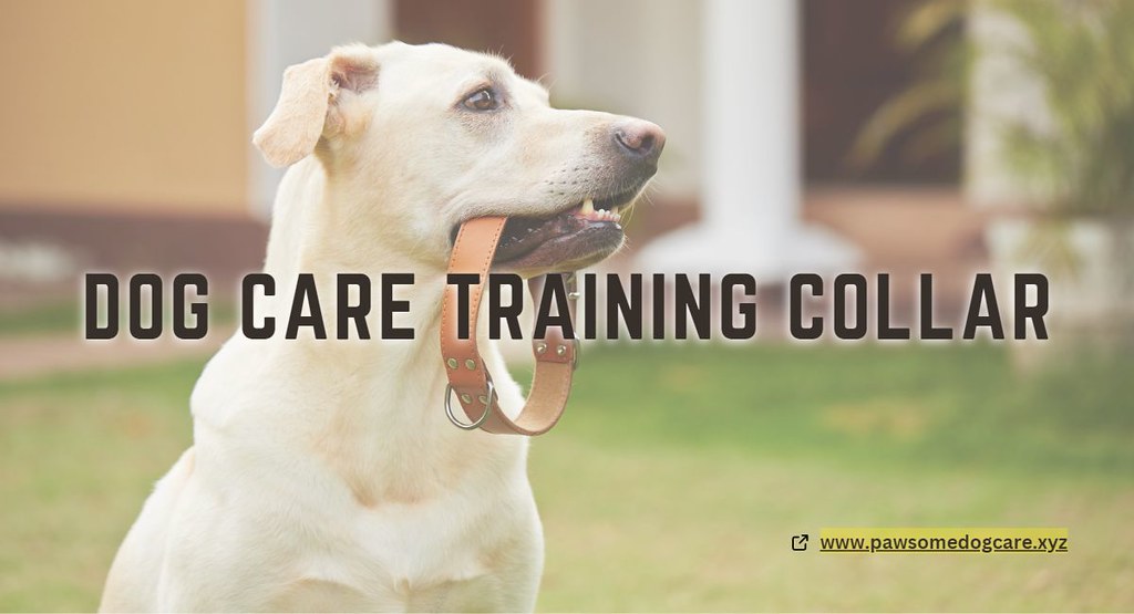 dog care training collar Pawsomedogcare is a pet care bran… Flickr