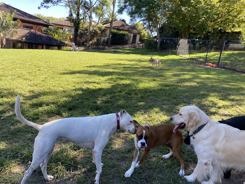 Untitled Terrigal Pet Resort Doggy Day Care Flickr