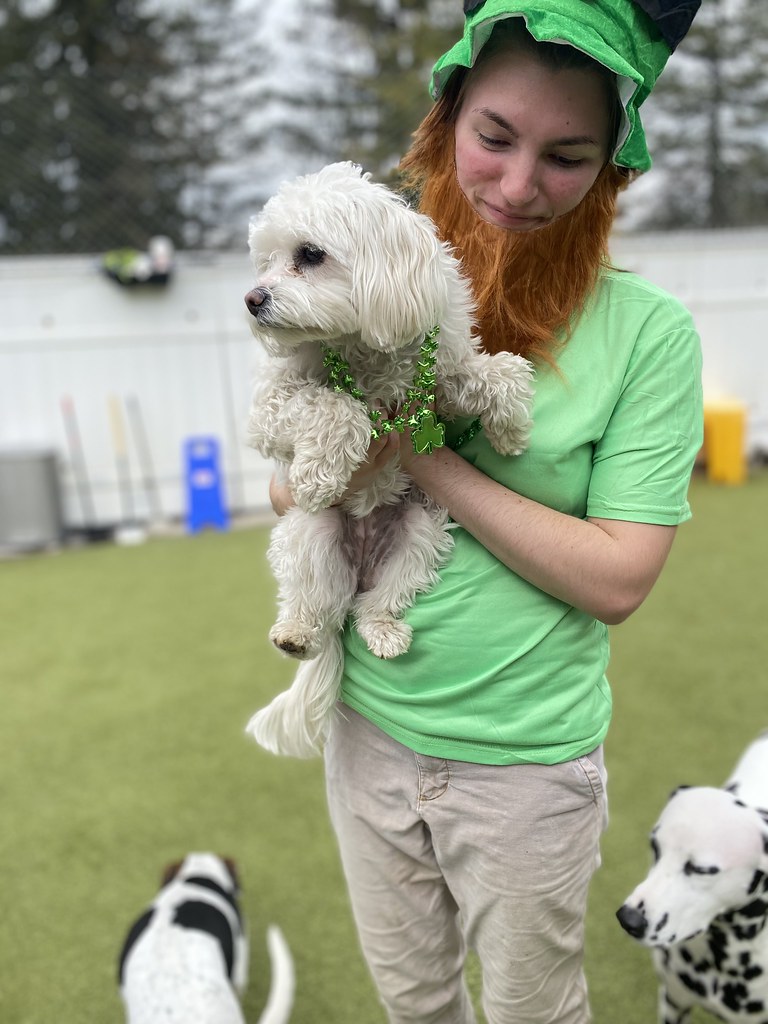 Untitled Holiday House Pet Resort and Training Center Flickr