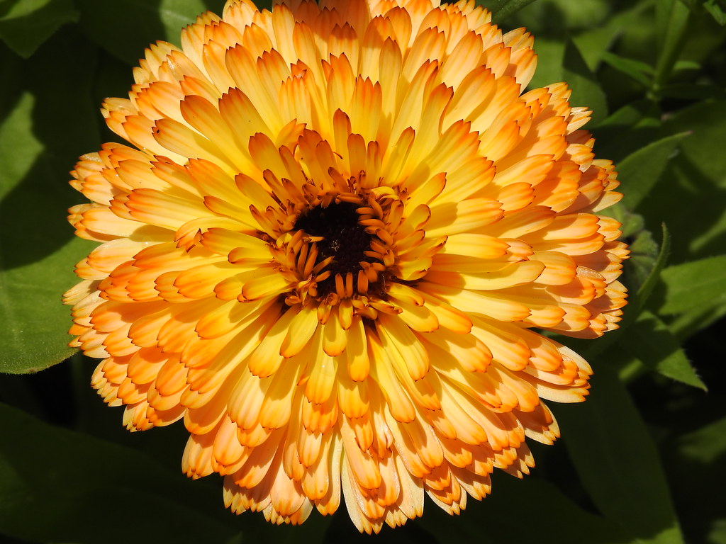 Calendula Calendulas are native to southwestern Asia, west… Flickr
