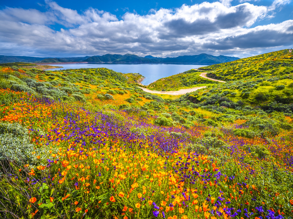 Diamond Valley Lake Marina Wildflower Trail Red Orange Pop… Flickr