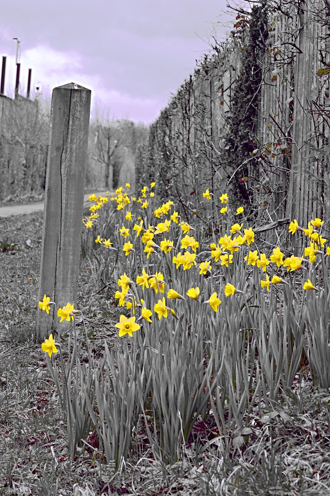 3a Sharon Dilworth Flickr